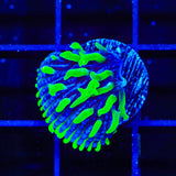 TSA Troll Doll Aquacultured Plate Coral