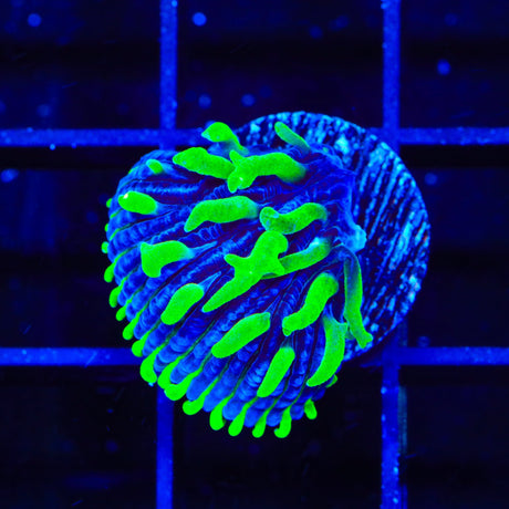 TSA Troll Doll Aquacultured Plate Coral