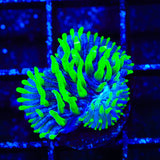 TSA Troll Doll Aquacultured Plate Coral