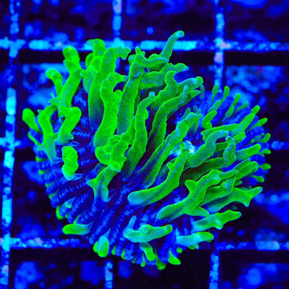 TSA Troll Doll Aquacultured Plate Coral