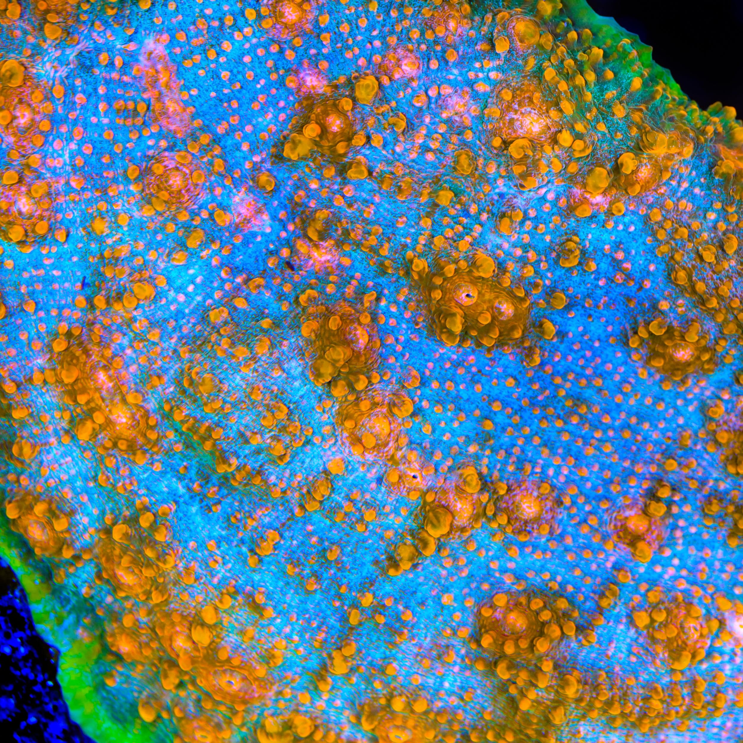 TSA Tropic Thunder Chalice Coral