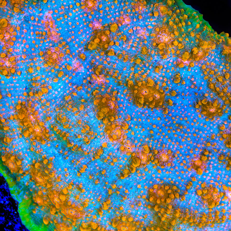 TSA Tropic Thunder Chalice Coral