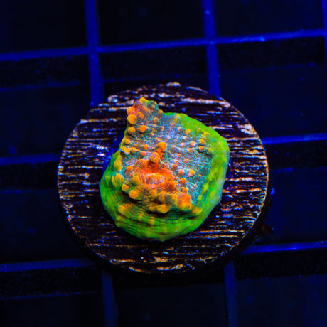 TSA Tropic Thunder Chalice Coral