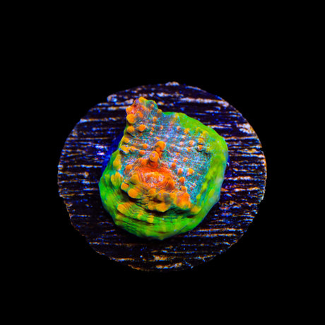 TSA Tropic Thunder Chalice Coral