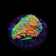 TSA Tropic Thunder Chalice Coral