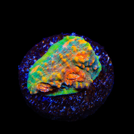 TSA Tropic Thunder Chalice Coral