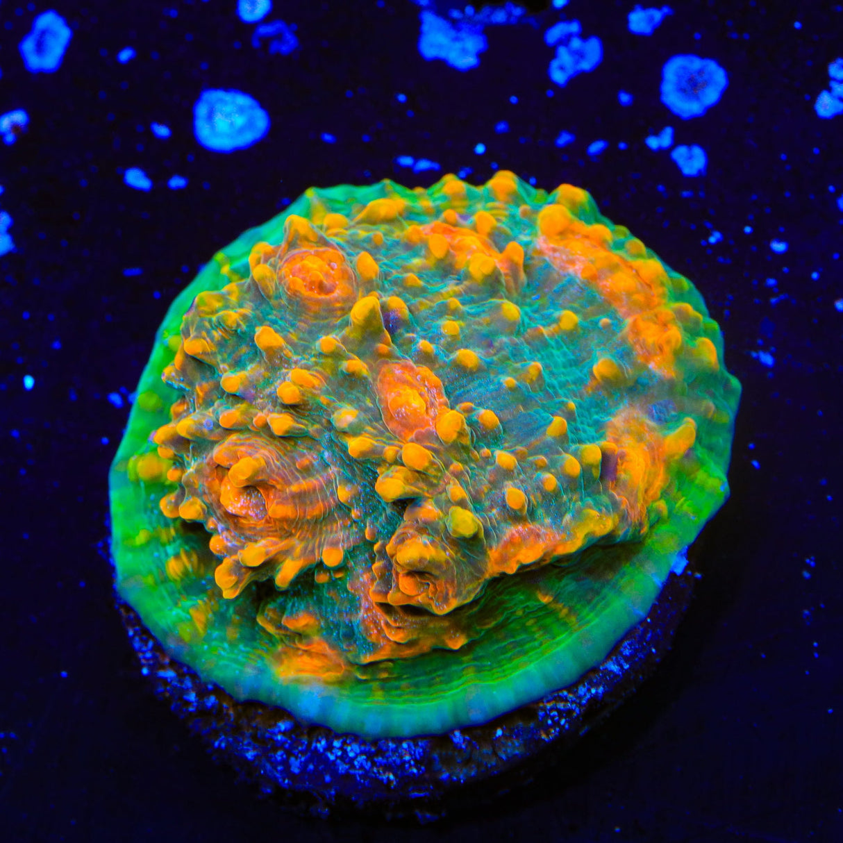 TSA Tropic Thunder Chalice Coral