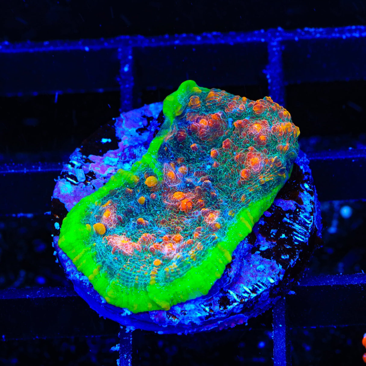 TSA Tropic Thunder Chalice Coral
