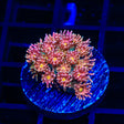 TSA Tropical Bay Goniopora Coral