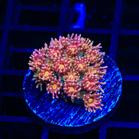 TSA Tropical Bay Goniopora Coral
