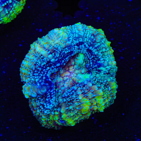 TSA Tropical Bowerbankii Coral