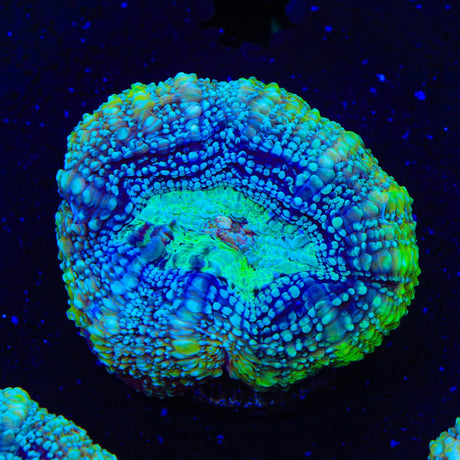 TSA Tropical Bowerbankii Coral