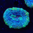 TSA Tropical Bowerbankii Coral