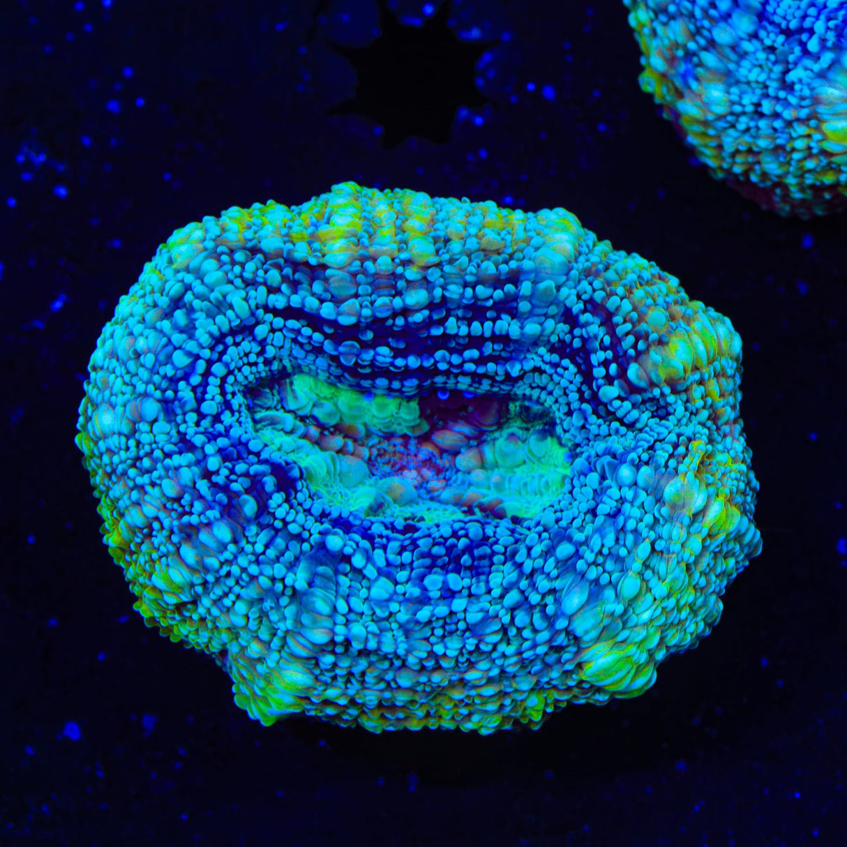 TSA Tropical Bowerbankii Coral