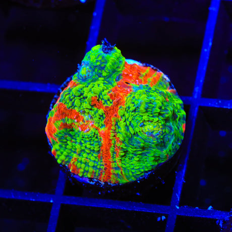 TSA Tropical Fruit Chalice Coral