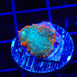 TSA Tropical Rhodactis Mushroom Coral