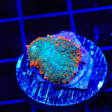 TSA Tropical Rhodactis Mushroom Coral