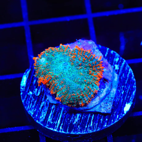 TSA Tropical Rhodactis Mushroom Coral