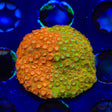 TSA Tropicana Twist Cyphastrea Coral