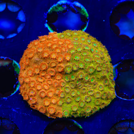 TSA Tropicana Twist Cyphastrea Coral