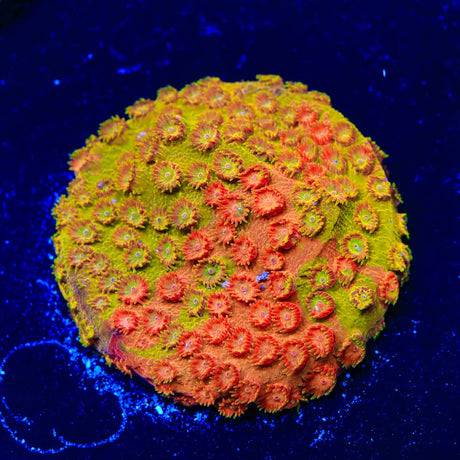 TSA Tropicana Twist Cyphastrea Coral