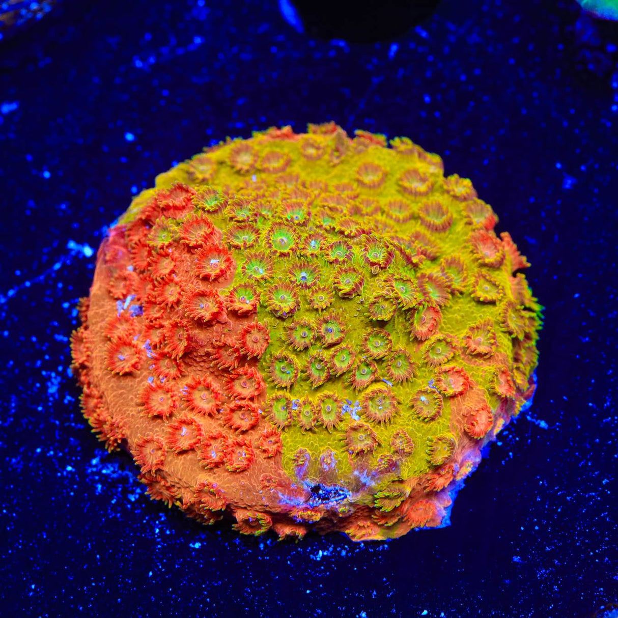 TSA Tropicana Twist Cyphastrea Coral