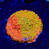 TSA Tropicana Twist Cyphastrea Coral