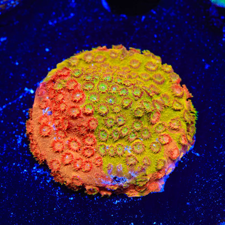TSA Tropicana Twist Cyphastrea Coral