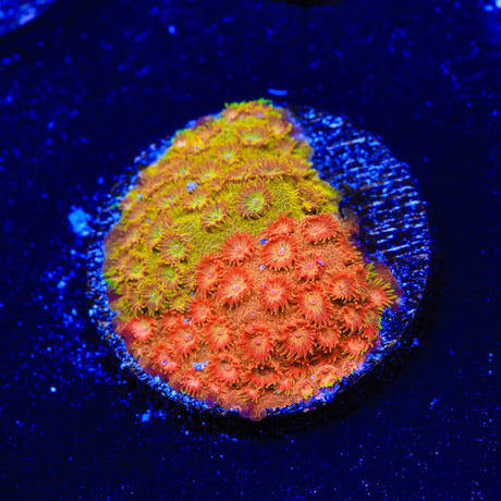 TSA Tropicana Twist Cyphastrea Coral