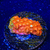 TSA Tropicana Twist Cyphastrea Coral