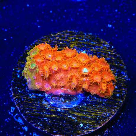 TSA Tropicana Twist Cyphastrea Coral