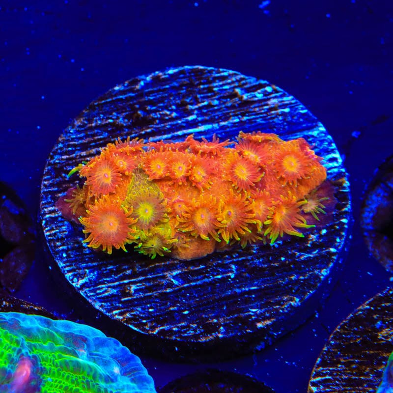 TSA Tropicana Twist Cyphastrea Coral
