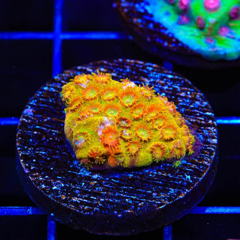 TSA Tropicana Twist Cyphastrea Coral