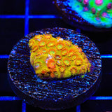 TSA Tropicana Twist Cyphastrea Coral