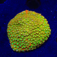 TSA Tropicana Twist Cyphastrea XL Frag Coral