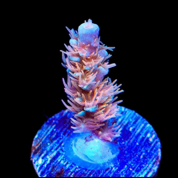 TSA Tsunami Acropora Coral