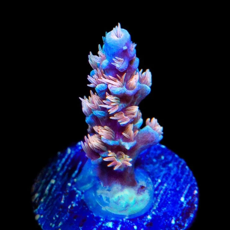 TSA Tsunami Acropora Coral