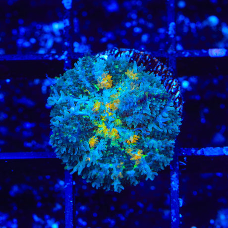 TSA Twinkle Mushroom Coral