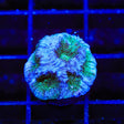 TSA Twinkle Toes Favia Coral