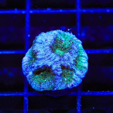 TSA Twinkle Toes Favia Coral