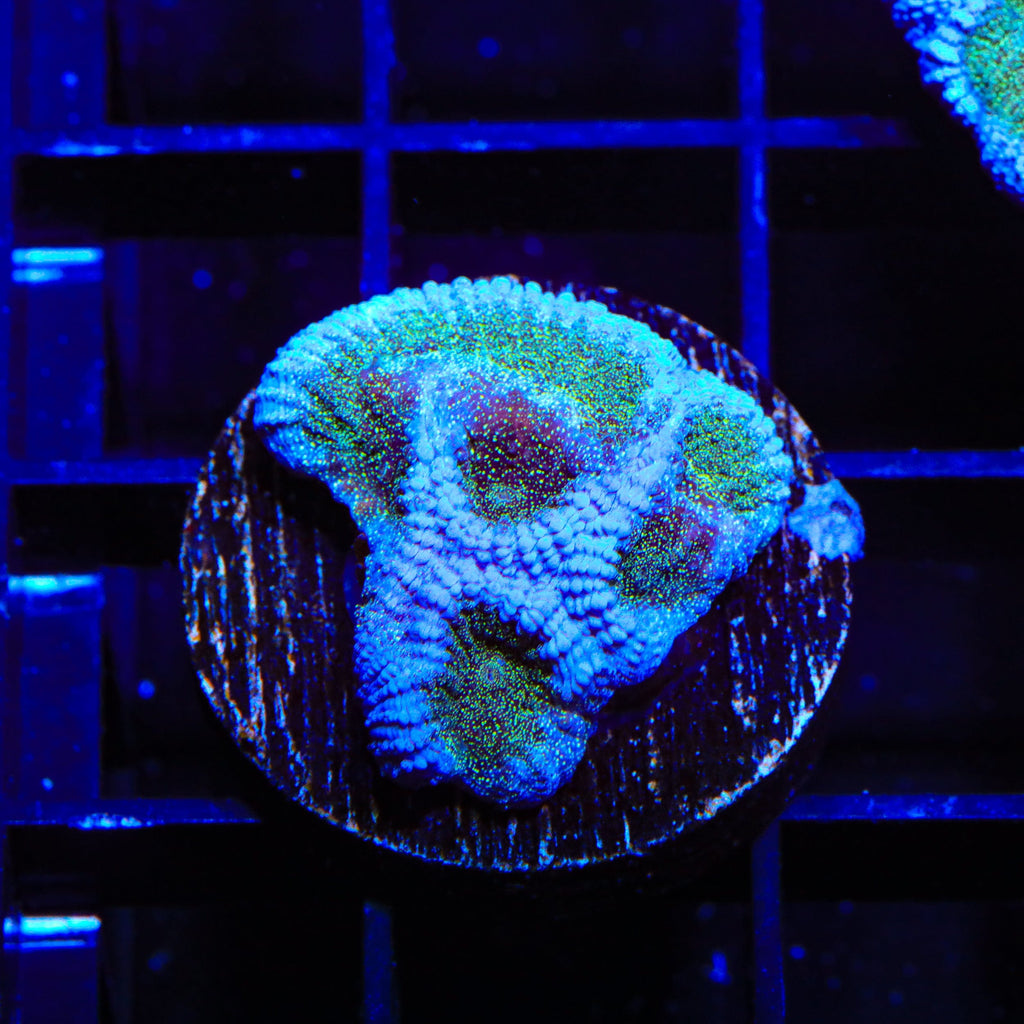 TSA Twinkle Toes Favia Coral