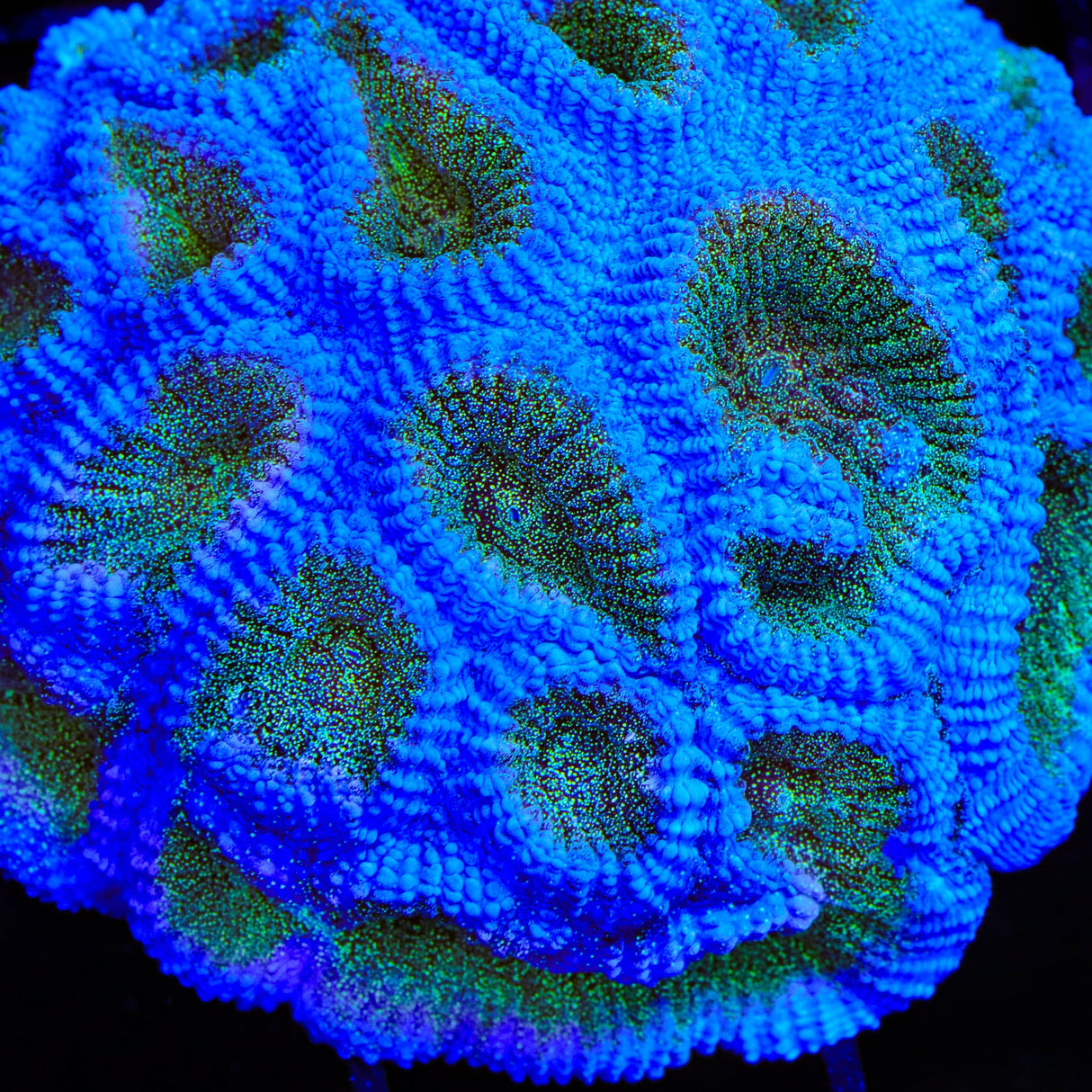 TSA Twinkle Toes Favia Coral