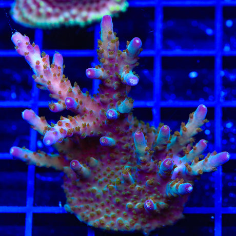 TSA Twisted Sister Acropora Colony Coral