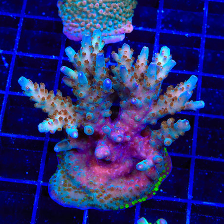 TSA Twisted Sister Acropora Colony Coral