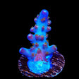 TSA Twisted Sister Acropora Coral