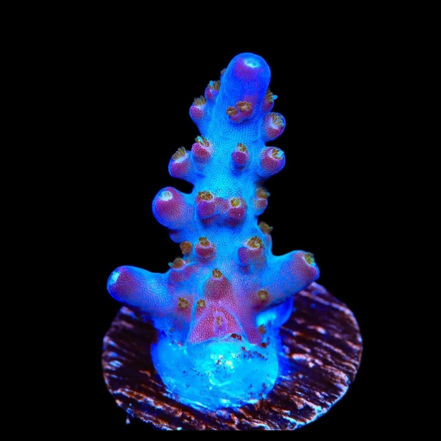 TSA Twisted Sister Acropora Coral – Top Shelf Aquatics