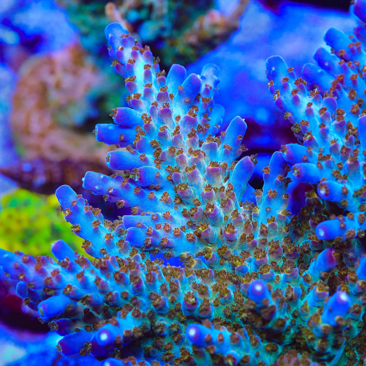 TSA Twisted Sister Acropora Coral