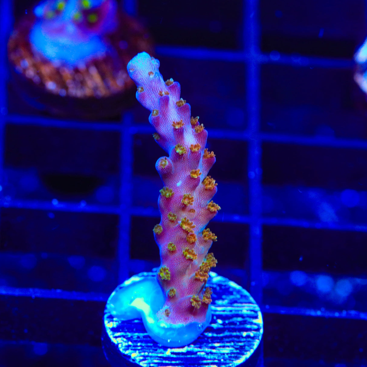 TSA Twisted Sister Acropora Coral