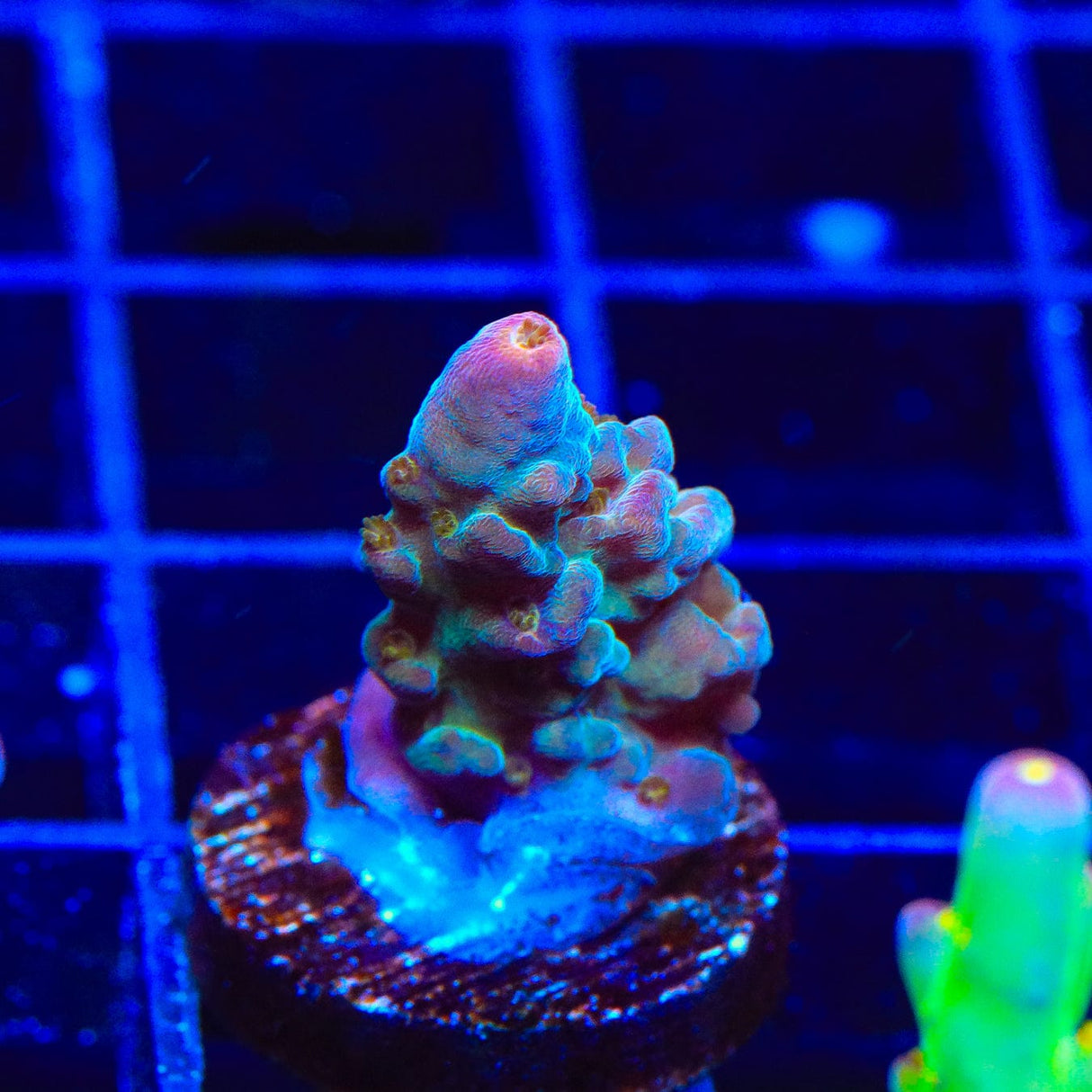 TSA Twisted Sister Acropora Coral