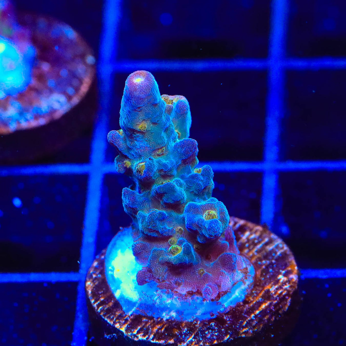 TSA Twisted Sister Acropora Coral